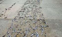 Isparta’da Gölet Taştı Binlerce Balık Telef Oldu