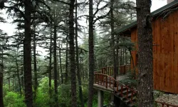 Dünyada Sadece İki Yerde Var: Birisi Isparta’da Şifa Dağıtıyor