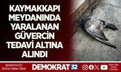 KAYMAKKAPI MEYDANINDA YARALANAN GÜVERCİN TEDAVİ ALTINA ALINDI