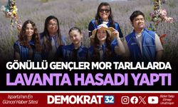 GÖNÜLLÜ GENÇLER MOR TARLALARDA LAVANTA HASADI YAPTI