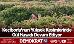 Keçiborlu’nun Yüksek Kesimlerinde Gül Hasadı Devam Ediyor