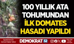 100 YILLIK ATA TOHUMUNDAN İLK DOMATES HASADI YAPILDI