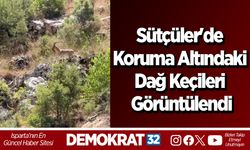 Sütçüler'de Koruma Altındaki Dağ Keçileri Görüntülendi