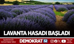LAVANTA HASADI BAŞLADI