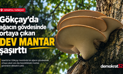 Gökçay’da Ağacın Gövdesinde Ortaya Çıkan Dev Mantar Şaşırttı