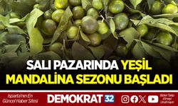 SALI PAZARINDA YEŞİL MANDALİNA SEZONU BAŞLADI
