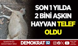 SON 1 YILDA 2 BİNİ AŞKIN HAYVAN TELEF OLDU