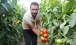 Domates Üretiminde Biyolojik Mücadele Başarı Getirdi