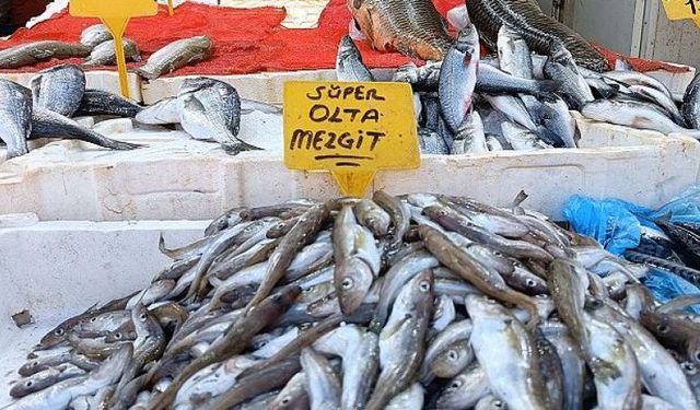 Sinop’ta av sezonu hüsranla başladı: Palamut yerine mezgit var