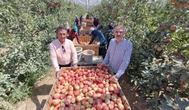 Zirai donun vurduğu Karaman'da elma hasadı buruk başladı