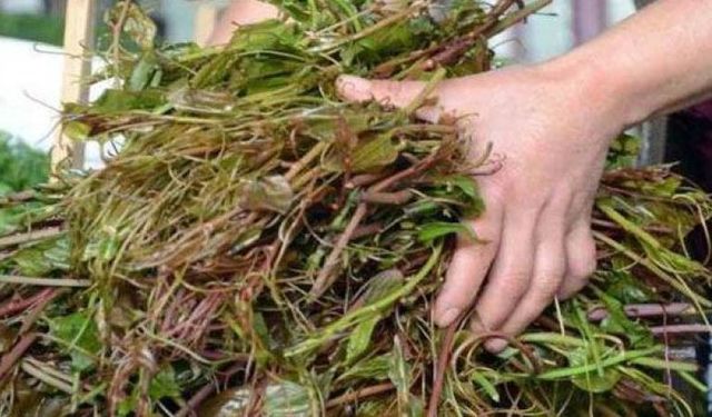 Türkiye’de Az Biliniyor: Romatizmayı Bitiren Bitki Melocan