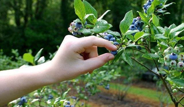 Eylül Ayında Yaban Mersinlerinize Serpin: Meyveler İri ve Tatlı Olacak