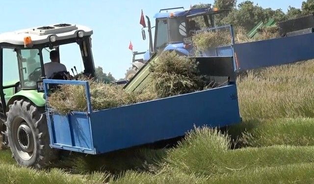 Yağmur suyuyla yetişiyor, yurt dışına ihracat ediliyor