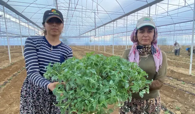 Antalya'da güzlük fide dikimleri başladı