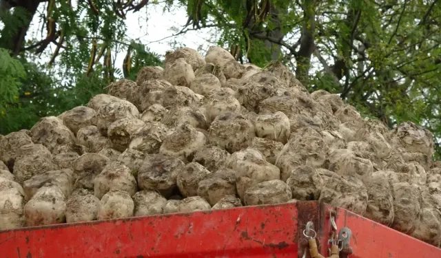 Burdur'da yaklaşık 700 bin ton şeker pancarı işlenecek