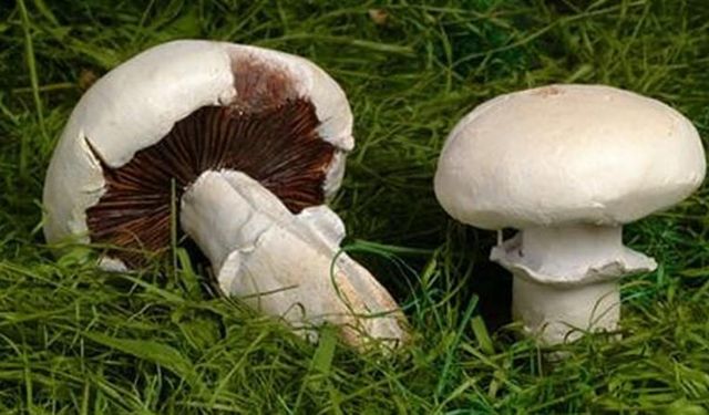 Mantar mevsimi geldi, aman dikkat