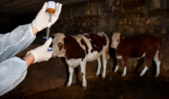 Aksu’da Şap Hastalığı 8 Köy Karantina Altına Alındı