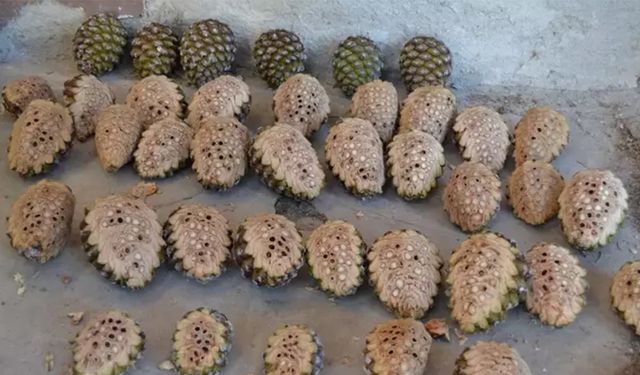 FISTIK ÇAMLARI KOZALAKLARININ TOPLANMASI İŞİ
