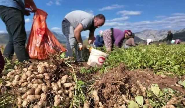 Yer fıstığı üreticisi makine istiyor