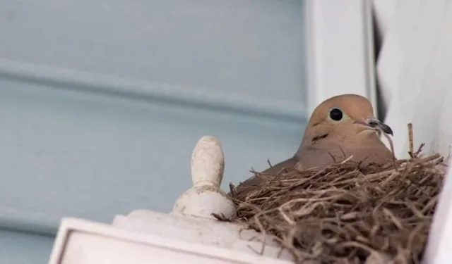 Pencerenize bir kumru konduğunda bu ne anlama gelebilir?