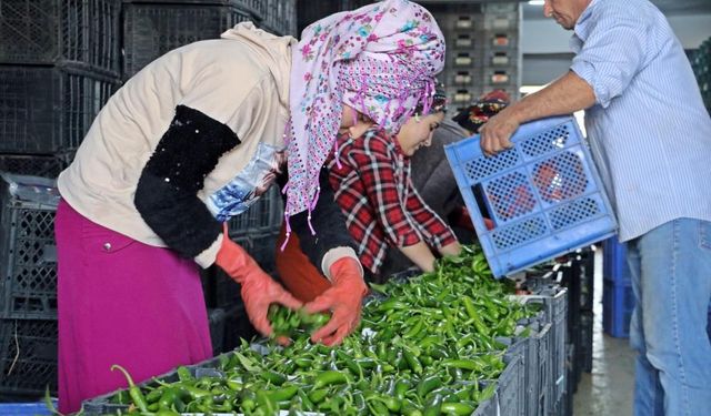 Antalya Ticaret Borsası Ekim ayı hal endeksi açıklandı