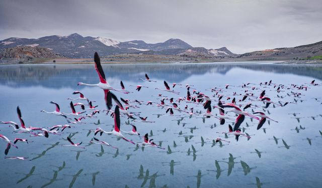 2 yıl önceye kadar flamingoları ağırlayan gölde şimdi sadece ayak izleri kaldı