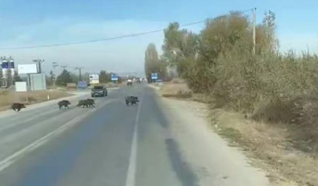 Beyşehir'de kara yoluna çıkan yaban domuzu sürüsü böyle görüntülendi