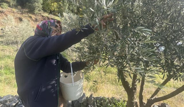 88 yaşındaki Emine nine zeytin hasadında