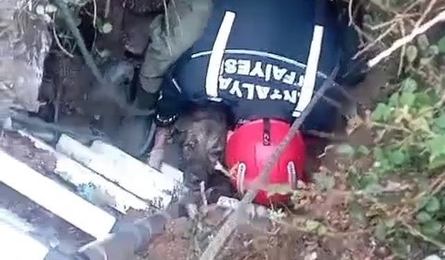 Foseptik çukuruna düşen köpeği itfaiye kurtardı