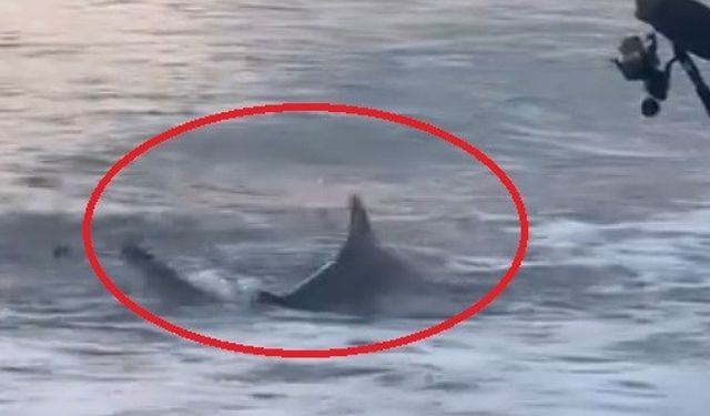 Amatör kıyı balıkçısının oltasına köpek balığı takıldı