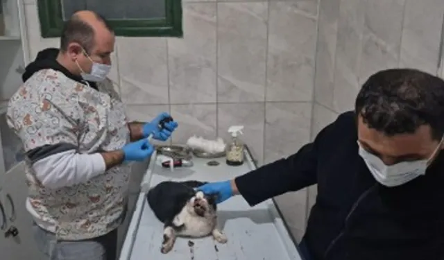 Arabanın çarptığı kediye belediye sahip çıktı