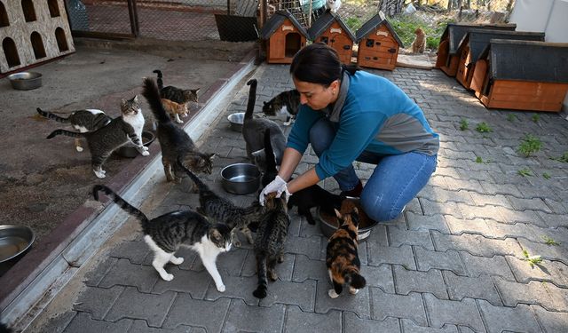 Kemer'de 227 sokak hayvanı kısırlaştırıldı