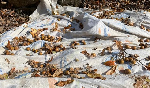 Toros Dağları'nda gizemli hayırseverin 30 yıl önce aşıladığı meyveler bölge halkına gelir oldu