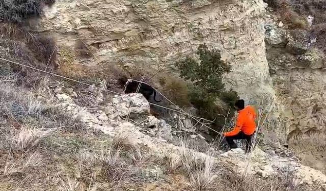 Uçurumda mahsur kalan köpeklerini halatla inerek kendi imkanlarıyla kurtardılar