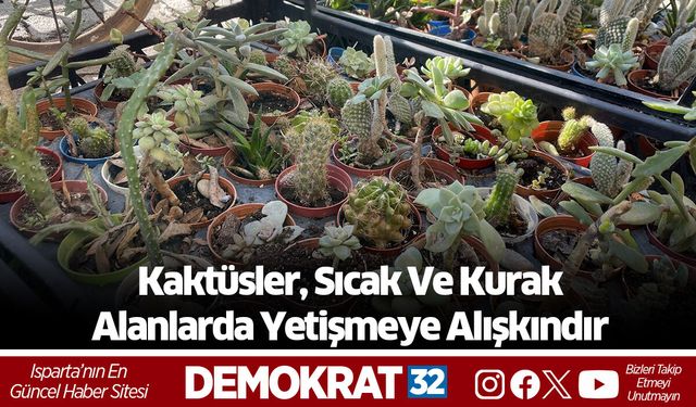 Kaktüsler, sıcak ve kurak alanlarda yetişmeye alışkındır