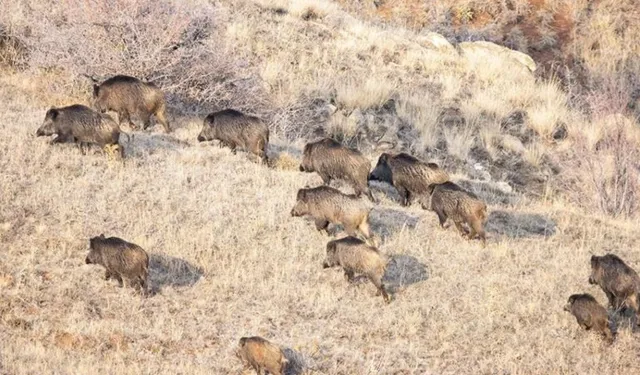 Uluborlu’da 25 yaban domuzu etkisiz hale getirildi