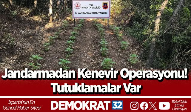 Jandarmadan Kenevir Operasyonu! Tutuklamalar Var