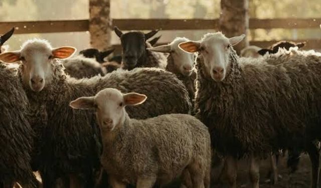 Rakam inanılmaz! İşte Bütün Kurbanlıklarını Satan Besicinin 1 Yılda Kazandığı Para