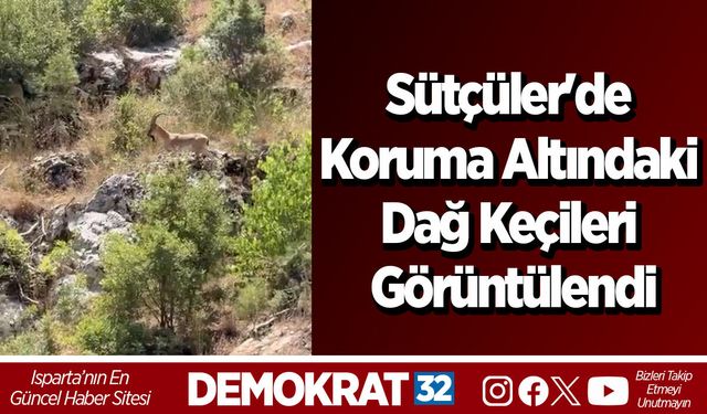 Sütçüler'de Koruma Altındaki Dağ Keçileri Görüntülendi