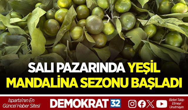 SALI PAZARINDA YEŞİL MANDALİNA SEZONU BAŞLADI