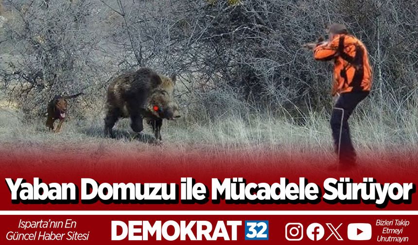 Yaban Domuzu ile Mücadele Sürüyor