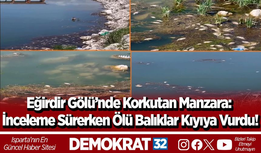 Eğirdir Gölü’nde Korkutan Manzara: İnceleme Sürerken Ölü Balıklar Kıyıya Vurdu!