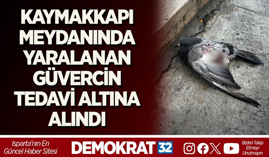 KAYMAKKAPI MEYDANINDA YARALANAN GÜVERCİN TEDAVİ ALTINA ALINDI