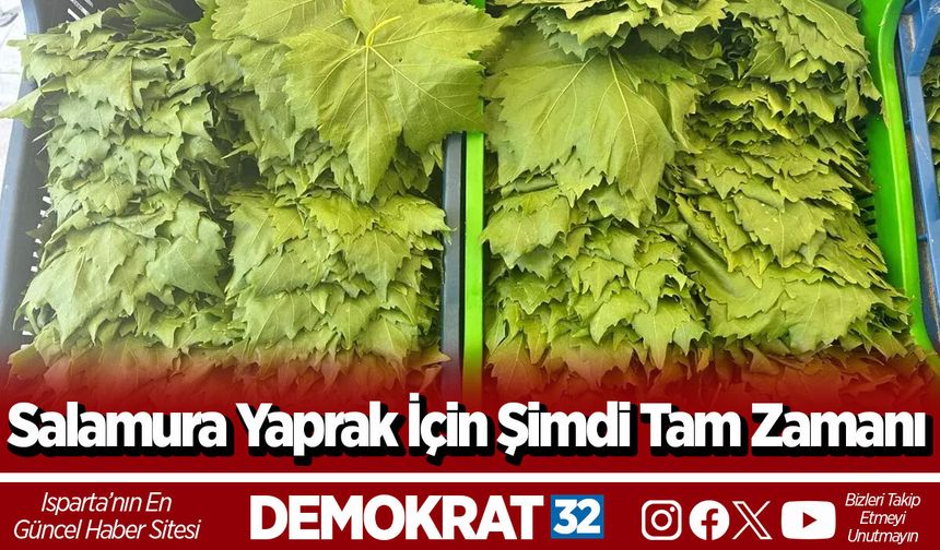 Salamura Yaprak İçin Şimdi Tam Zamanı