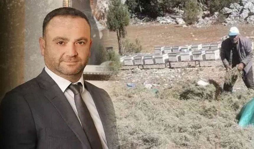Dünyanın aradığı Kekik Sütçüler’de