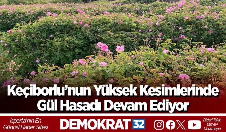 Keçiborlu’nun Yüksek Kesimlerinde Gül Hasadı Devam Ediyor