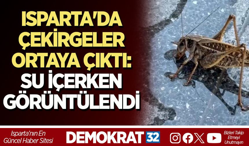 ISPARTA'DA ÇEKİRGELER ORTAYA ÇIKTI: SU İÇERKEN GÖRÜNTÜLENDİ