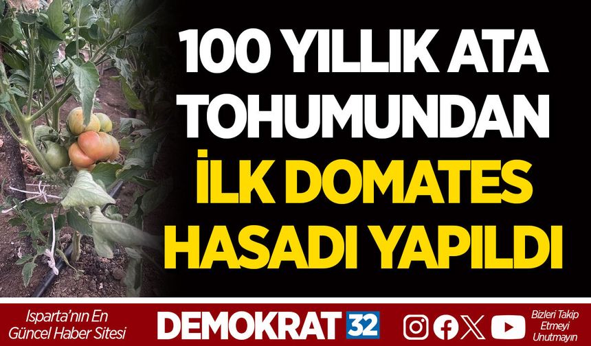 100 YILLIK ATA TOHUMUNDAN İLK DOMATES HASADI YAPILDI