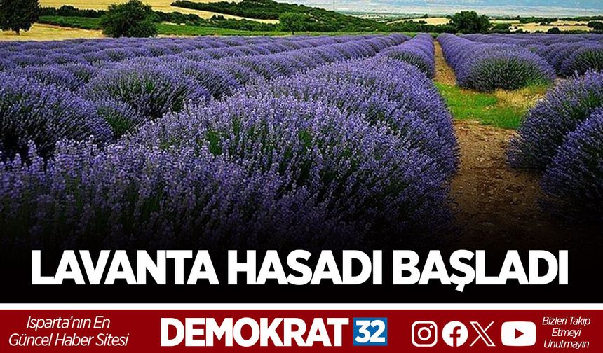 LAVANTA HASADI BAŞLADI