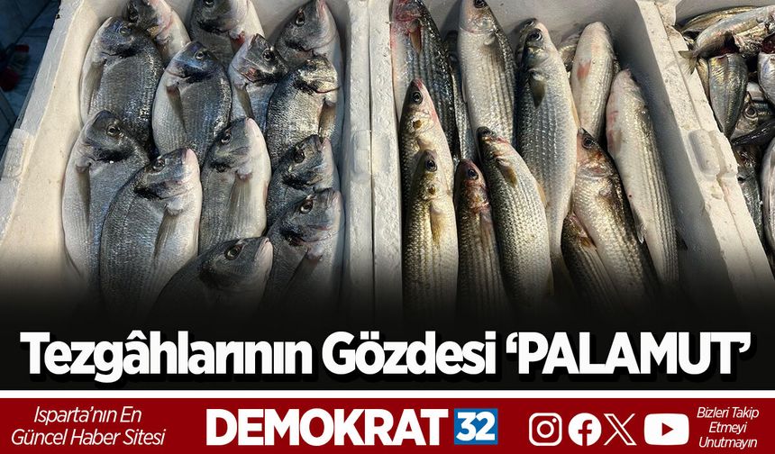 Tezgâhlarının Gözdesi ‘PALAMUT’